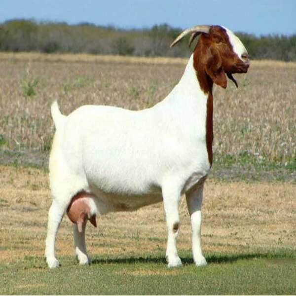 Boer goat