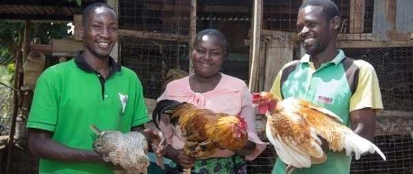 Vaccination schedule for layers in Nigeria Vaccination schedule for layers in Nigeria