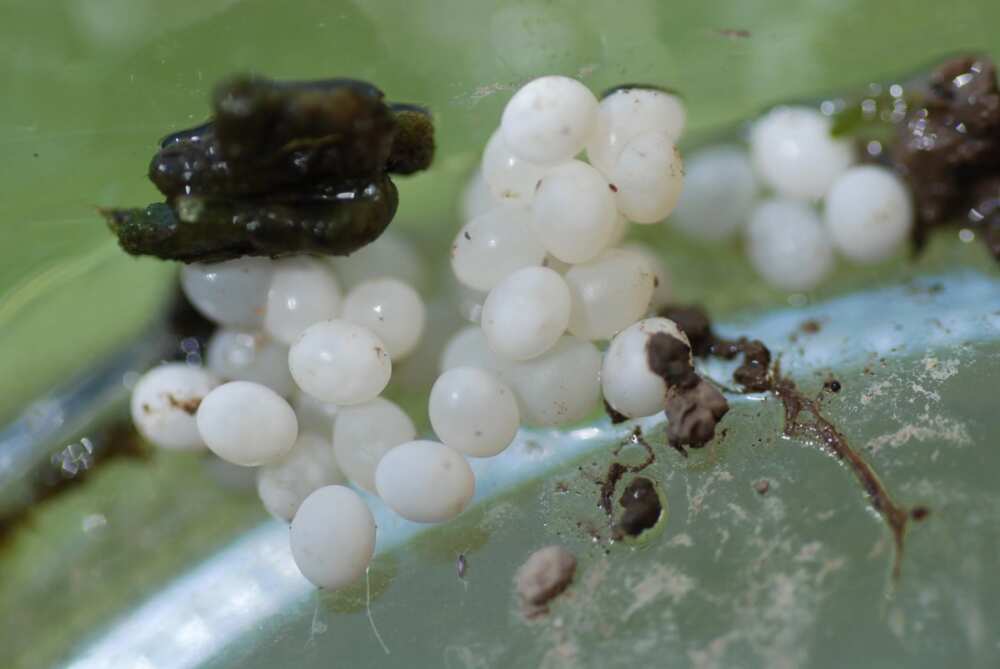 take care of snail eggs