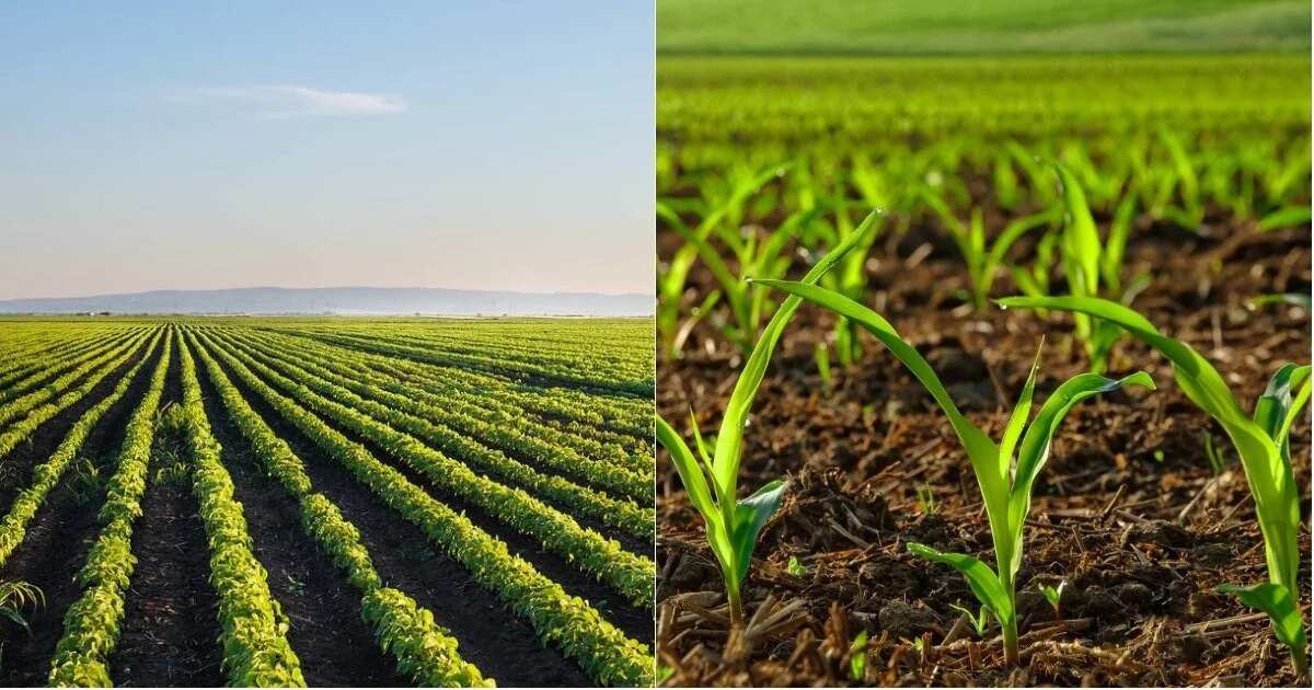 nigeria-s-economic-growth-performance-analysed-farmingfarmersfarms