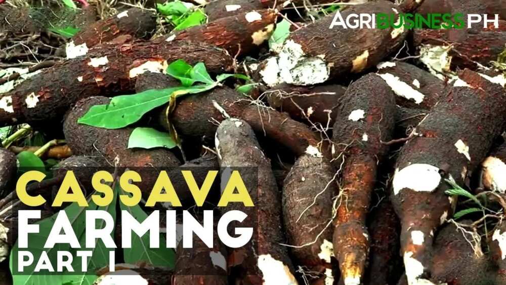 Cassava farming in Nigeria: How to start