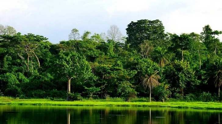 History of Forest Reserve in Nigeria