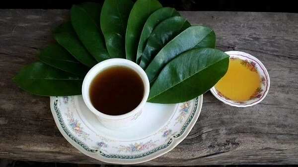 soursop leaves tea and honey
