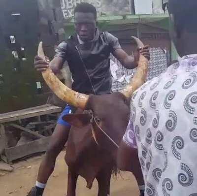 Comedian Akpororo Rides On A Cow