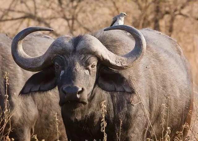 National parks, buffalo