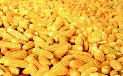 maize profitable legit