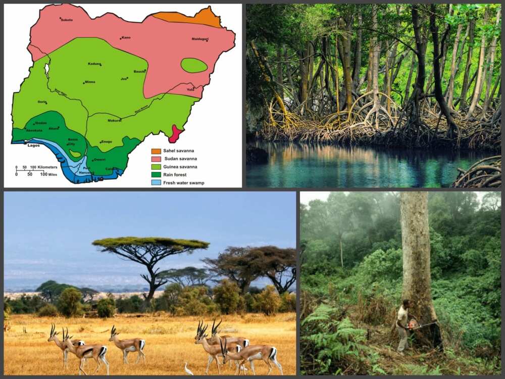 Three major types of vegetation in Nigeria Three major types of vegetation in Nigeria