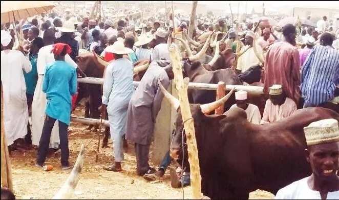 5 cheapest cattle markets in Nigeria