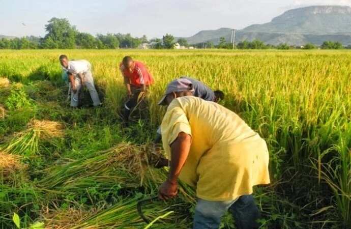 Chose right rice for your State