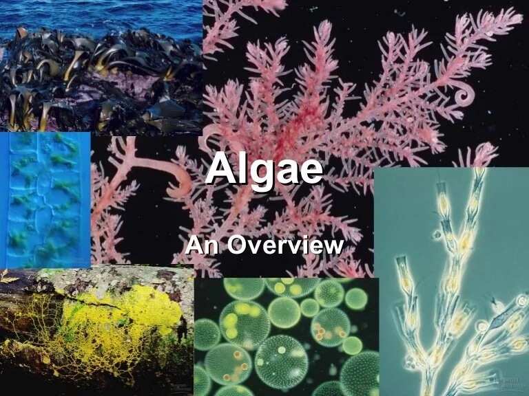 Economic importance of algae