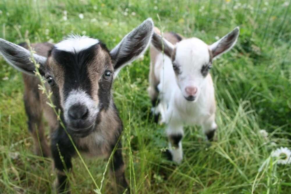 Prospect of livestock farming in Nigeria: goat farming