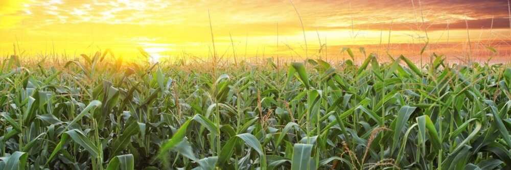 Commercial agriculture Commercial agriculture