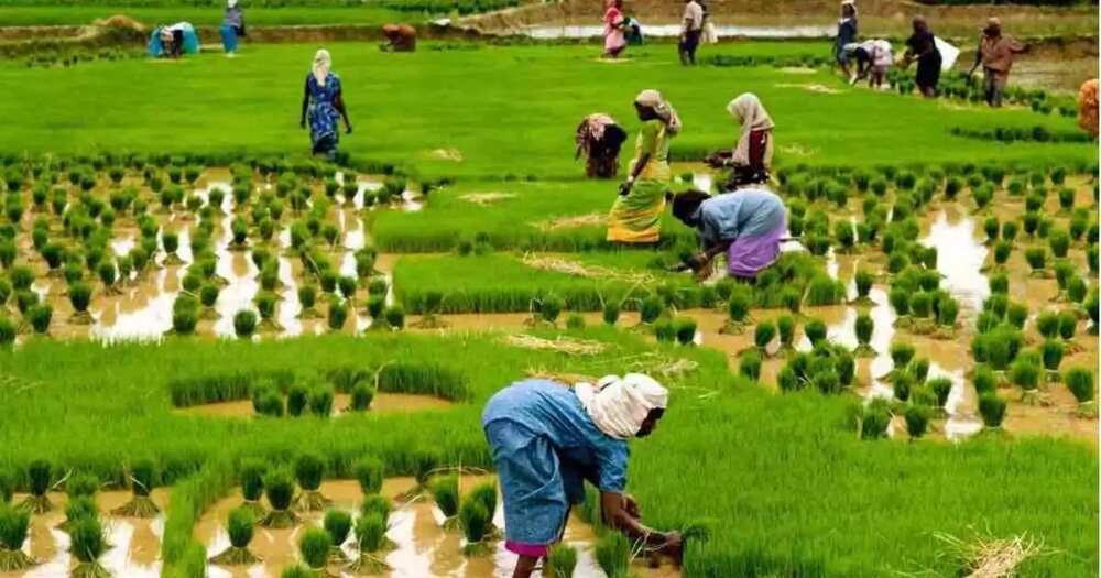 Types Of Land Tenure In Southern Nigeria