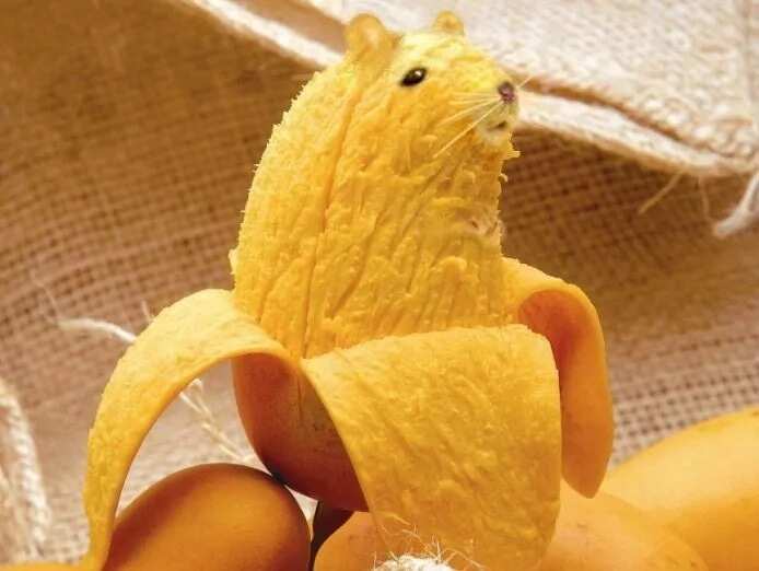 14 benefits of mango, reasons to eat this popular exotic fruit 