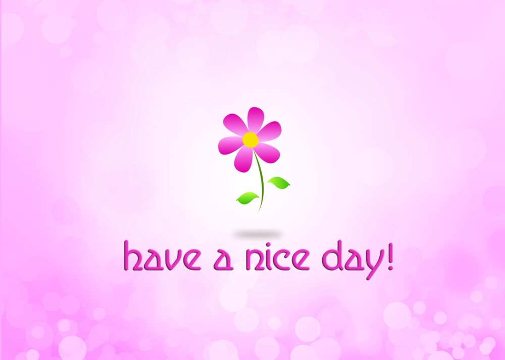 have a nice day quotes and sayings
