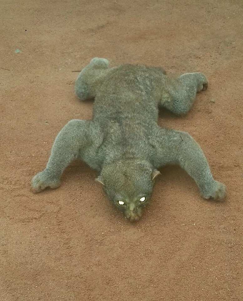 See the spiritual animal found inside student hostel in Ekpoma, Edo state (photo)