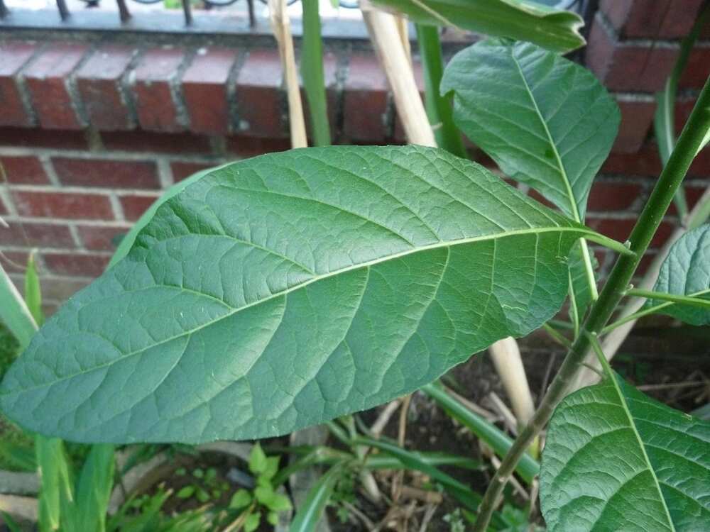 bitter leaf on the liver