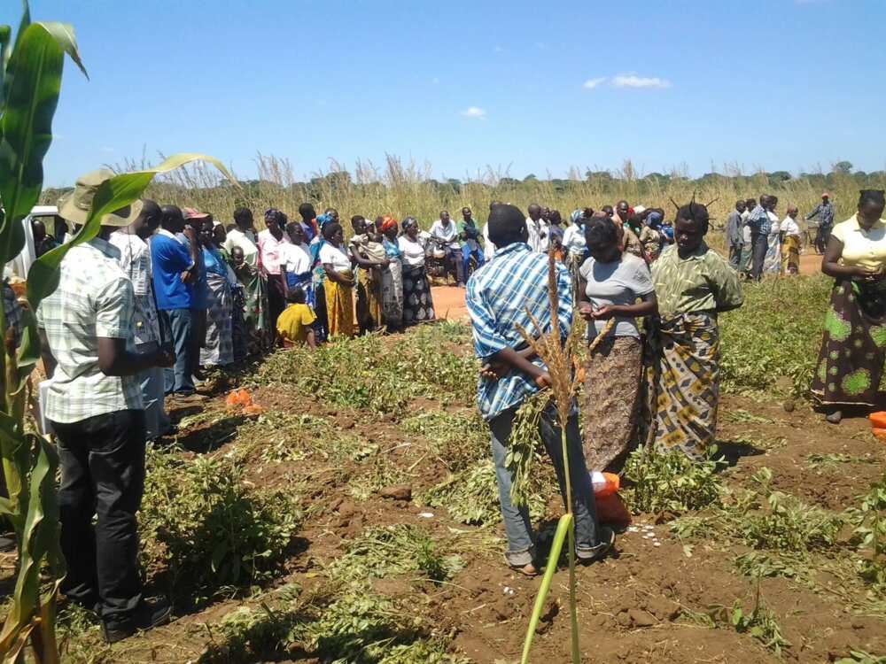 Dry season farming in Nigeria Dry season farming in Nigeria