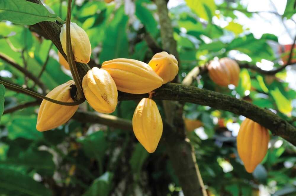 Cocoa beans at plantation