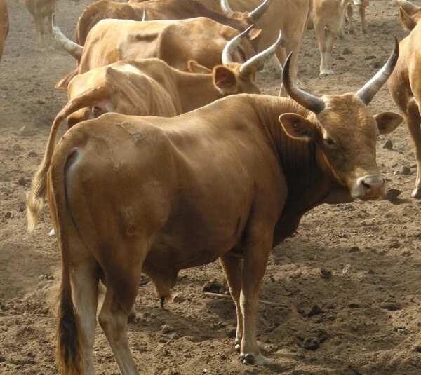 Asiri ya tonu: An gano wuraren da ake boye shanun sata a Zamfara