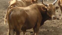 Nigerians consider boycotting beef over Miyetti Allah's proposed N2m price per cow
