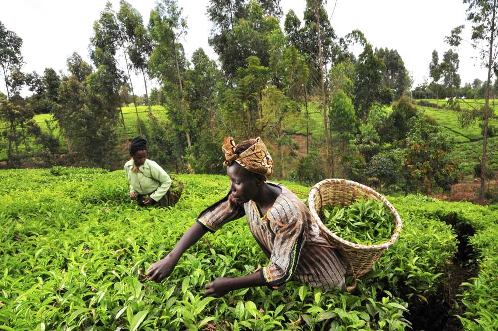 types-of-land-tenure-systems-in-uganda