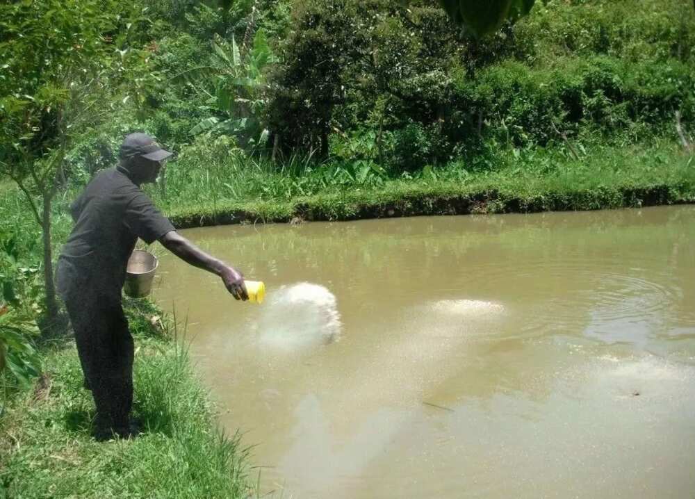 Fish Feed Production Fish Feed Production
