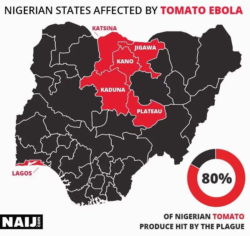 Feature: The plague ravaging the nation's tomatoes