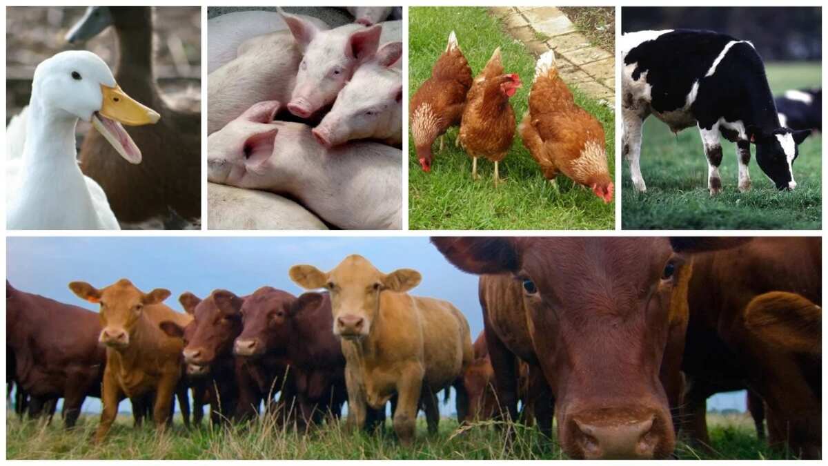 advantages-and-disadvantages-of-intensive-livestock-farming-veterans