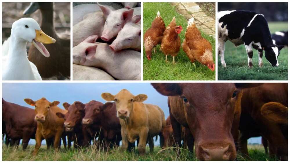 Prospect of livestock farming in Nigeria
