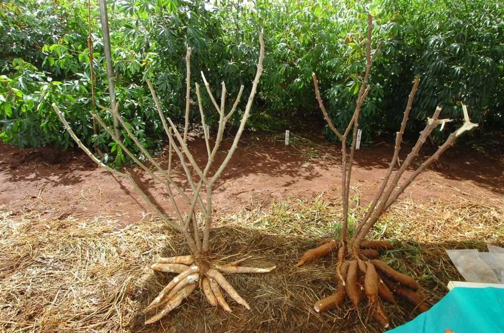 Cassava farming in Nigeria