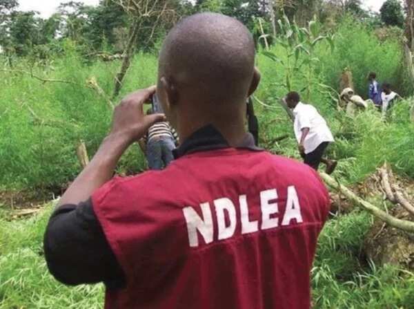 Image result for NDLEA