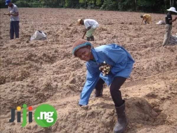 Cassava farming business plan: From the starting point to a great fortune!