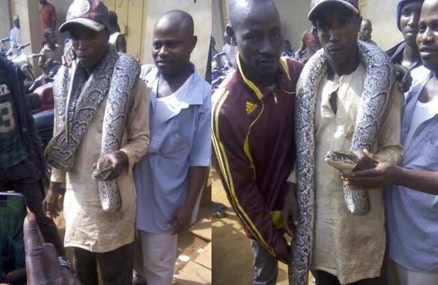 Man catches huge python in maraba market