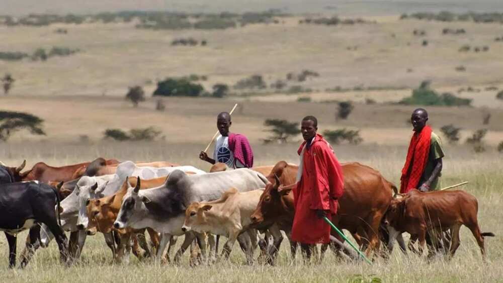 Fulani herdsmen are victims of injustice in Southern Kaduna says Fulani Youths