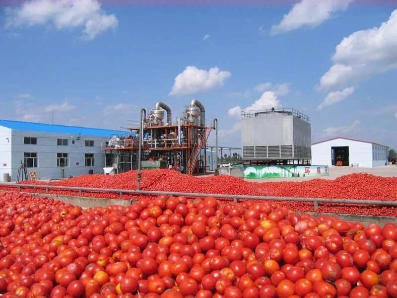 Imported tomatoes in Nigeria