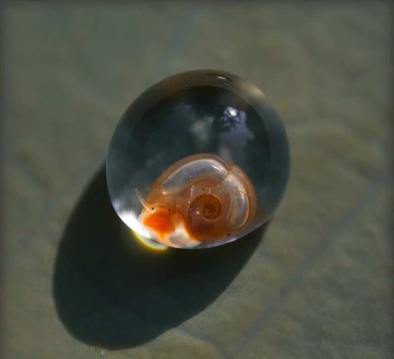 snail eggs