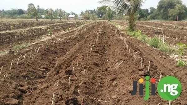 Cassava farming business plan: From the starting point to a great fortune!
