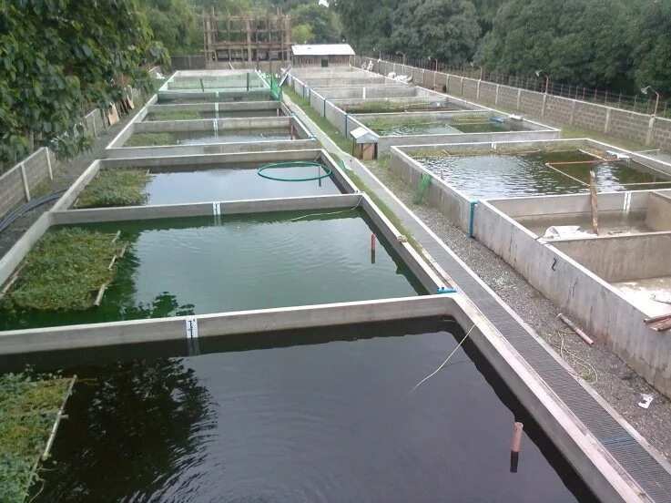 How to start tilapia fish farming in Nigeria? Legit.ng