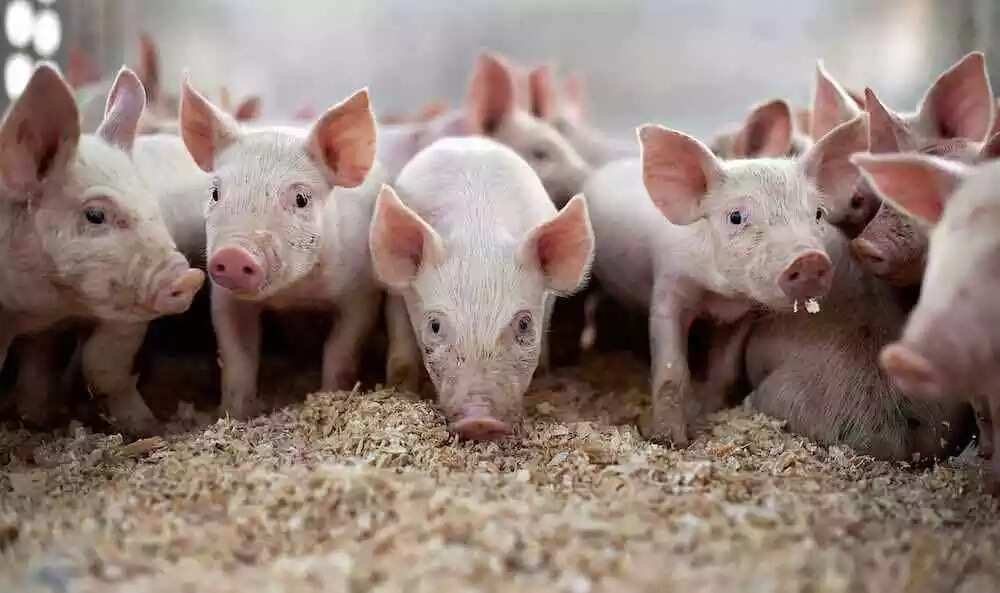 Prospect of livestock farming in Nigeria: pig farming