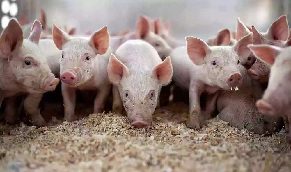 Prospect of livestock farming in Nigeria: pig farming Prospect of livestock farming in Nigeria: pig farming