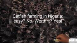 Seven Secrets Of Millionaire Catfish Farmers In Nigeria