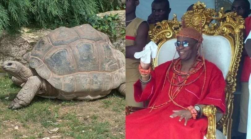 15 days after receiving tiger, Oba of Benin gets 117-year old tortoises