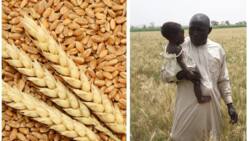 4 steps to starting wheat production in Nigeria