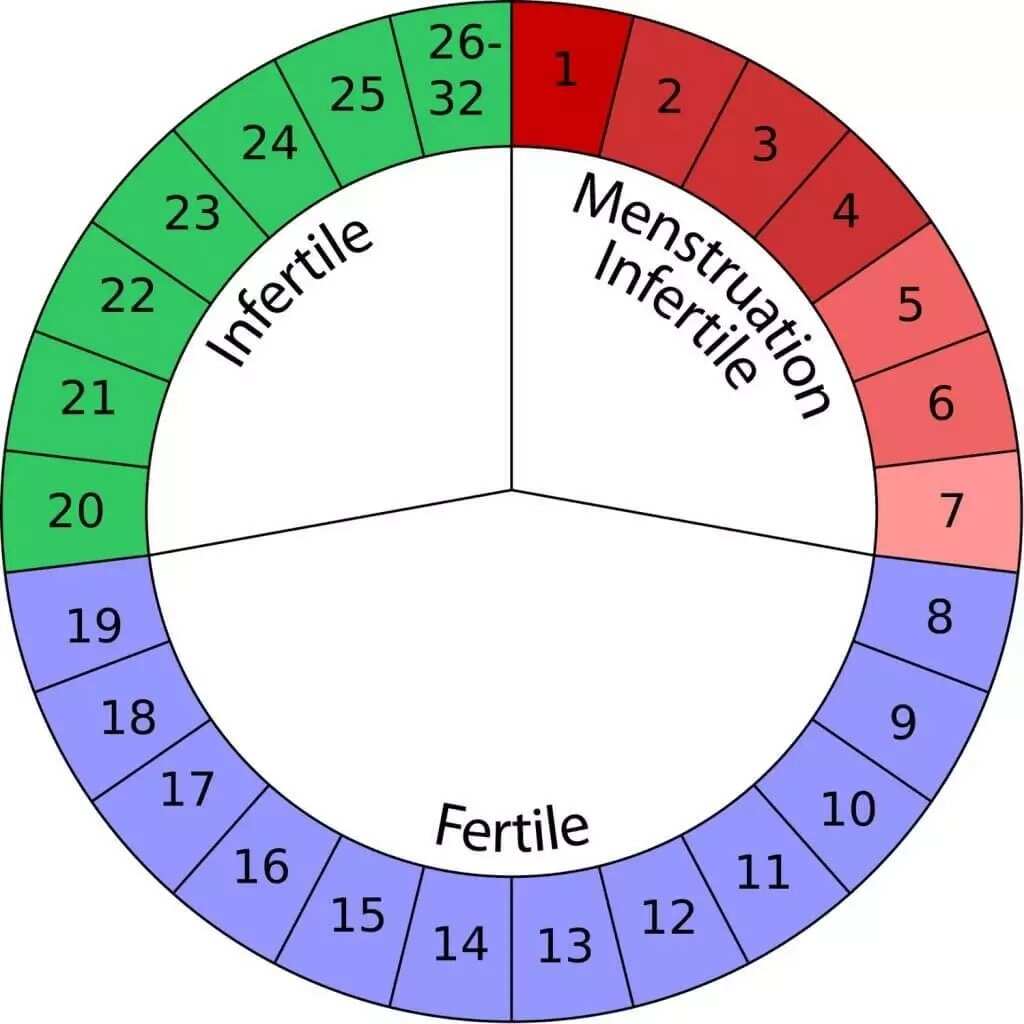 24 Day Menstrual Cycle Chart