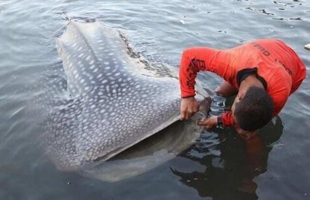 Picture of the biggest fish in the world