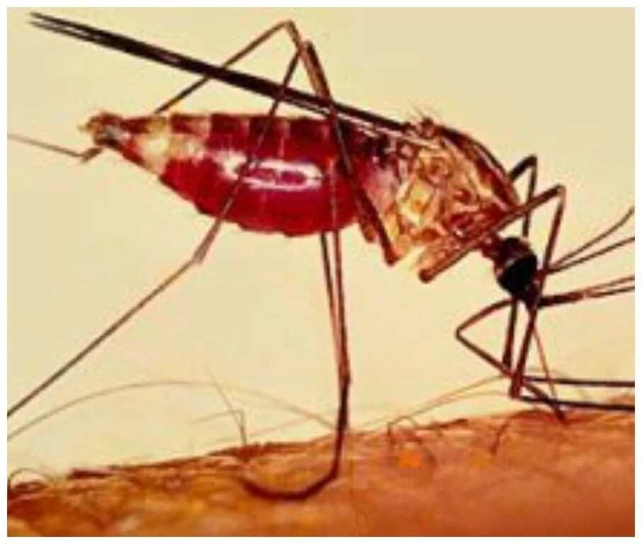 Nigeria to experience dangerous mosquitos in 2017