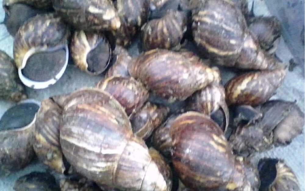 13 quick ways to become millionaire through snail farming