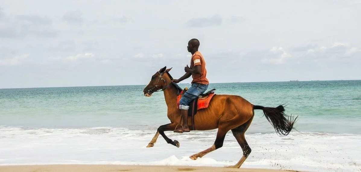 What do the two horses on the Nigerian Coat of Arm represent? Legit.ng