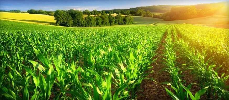 agriculture in Nigeria